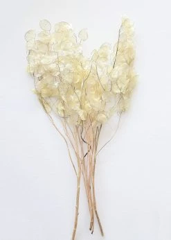 Natural Dried Lunaria Flowers - 24-34"