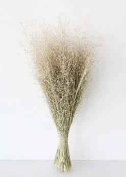 Dried Indian Rice Grass - 22-28"