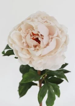 Real Touch Peony In Tissue Blush - 20.5" -Afloral Sales Store ArtifcialPeonyinBlushCream