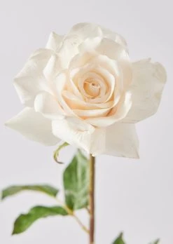 Real Touch Rose In Cream Peach - 20" -Afloral Sales Store Artificial Botanicals Cream Peach Real Touch Rose Flower Stem