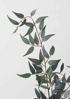 Artificial Leaves Italian Ruscus Branch - 49" -Afloral Sales Store ArtificialGreeneryDarkRuscus