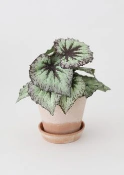 Bergs Julie Clay Pot With Drainage - 5" -Afloral Sales Store BRG JR14P JR14U Bergs Pottery Planter with Begonia Plant
