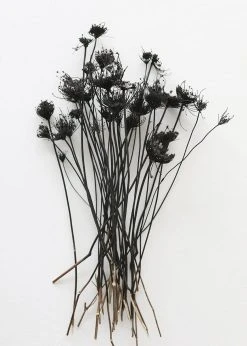 Dried Queen Anne's Lace Flower Bundle In Black - 12-22"