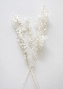 Bleached White Dried Ruscus Leaves - 24-36"