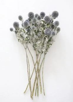 Blue Dried Echinops Globe Thistles - 16-22"