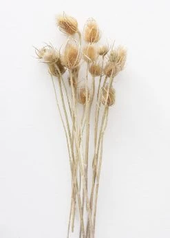 Bundle Of 10 Dried Chardon Thistles - 18-24" 5 Bundle Of 10 Dried Chardon Thistles - 18-24" -Afloral Sales Store ChardonThistleBundle