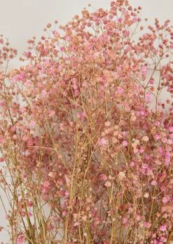 Pink Preserved Gypsophila Flower Bundle - 23-28.5" -Afloral Sales Store Closeup of Pink Preserved Gypsophila Flowers