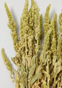 Green Dried Flower Amaranthus Bundle - 19-22" -Afloral Sales Store Dried Amaranthus Flower Bundle in Green