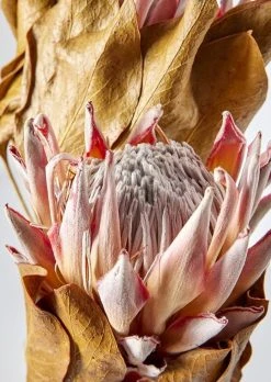 Bundle Of 2 Dried King Protea Flowers - 14-18" 5 Bundle Of 2 Dried King Protea Flowers - 14-18" -Afloral Sales Store Dried Botanicals Blush King Protea Flower Bundle