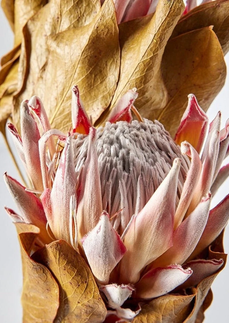 Bundle Of 2 Dried King Protea Flowers - 14-18" 3 Bundle Of 2 Dried King Protea Flowers - 14-18" - Image 3