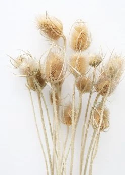 Bundle Of 10 Dried Chardon Thistles - 18-24"