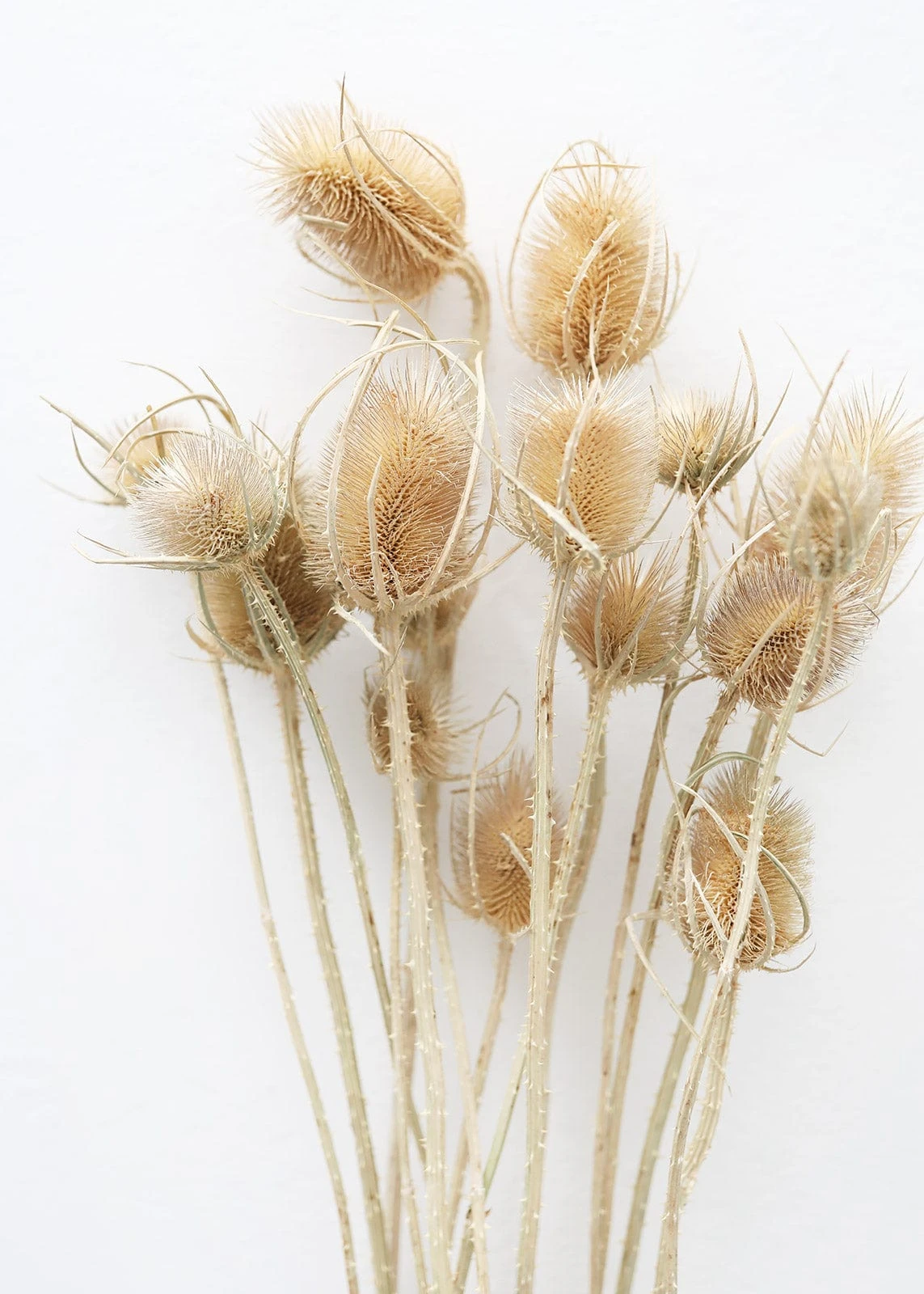 Bundle Of 10 Dried Chardon Thistles - 18-24" 1 Bundle Of 10 Dried Chardon Thistles - 18-24"