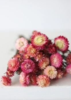Dried Pink Helichrysum Everlasting Daisies - 15-22"