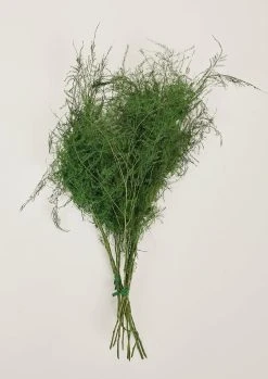 Preserved Asparagus Plumosus Fern - 12-28"