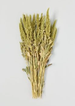 Green Dried Flower Amaranthus Bundle - 19-22"