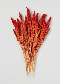 Burnt Orange Dried Amaranthus Flowers - 19-22"