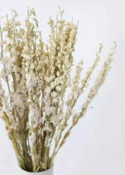 Cream Dried Larkspur Wildflowers - 23-26" 6 Cream Dried Larkspur Wildflowers - 23-26" -Afloral Sales Store Natural Flowers Dried Larkspur