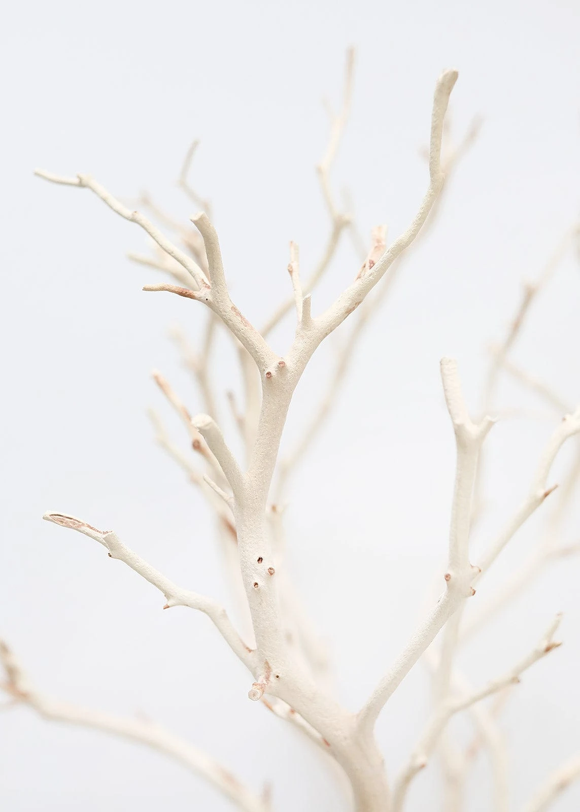 Dried Decor Natural Sandblasted Manzanita Branch - 34-38" 5 Dried Decor Natural Sandblasted Manzanita Branch - 34-38" - Image 5