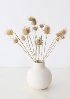 Front Page -Afloral Sales Store NaturalTanThistleinRoundVase