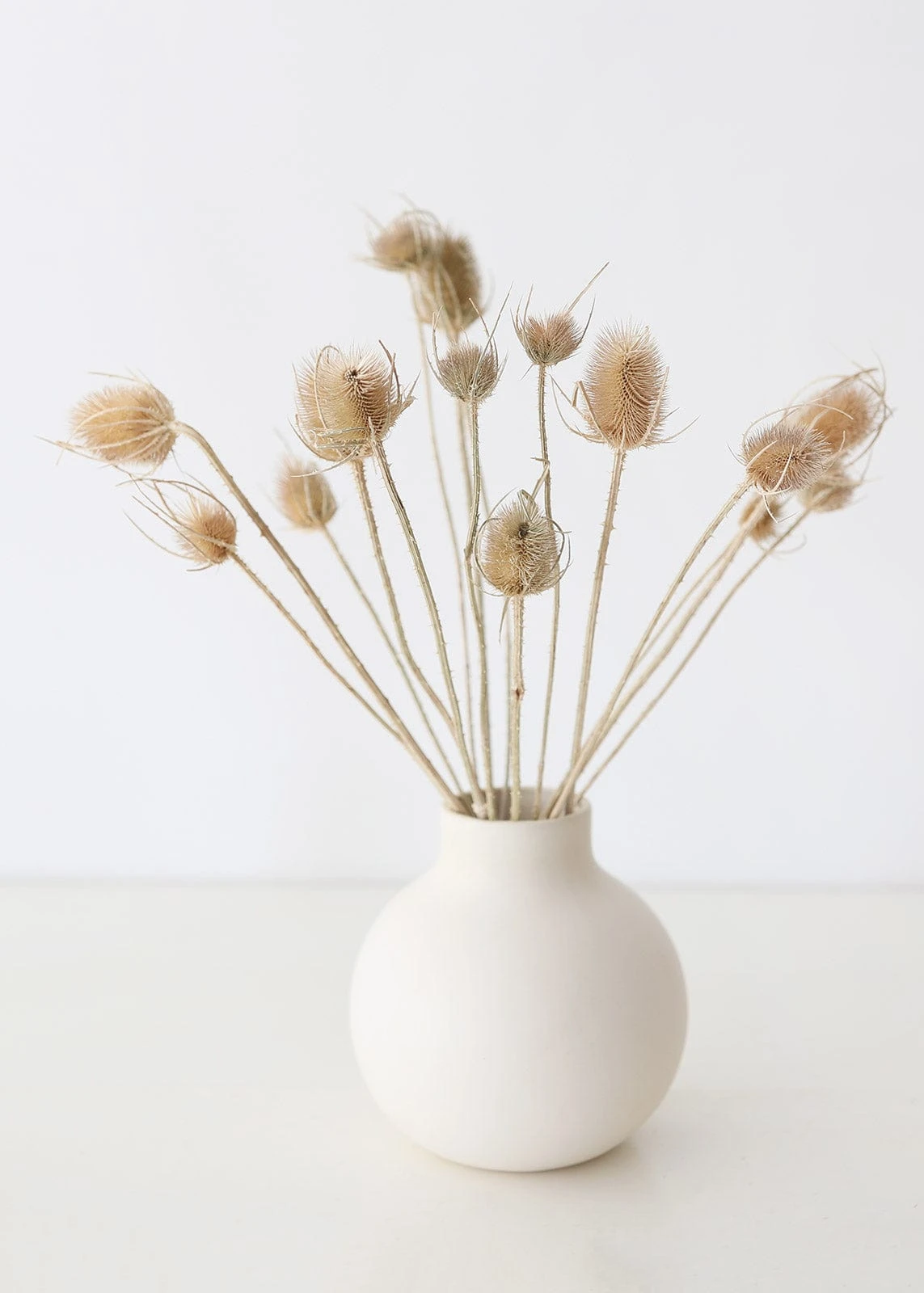 Bundle Of 10 Dried Chardon Thistles - 18-24" 2 Bundle Of 10 Dried Chardon Thistles - 18-24" - Image 2