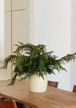 Afloral Real Touch Norfolk Pine Branch - 36" -Afloral Sales Store Norfolk Branch in Cream Vase