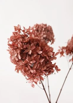 Mauve Pink Preserved Hydrangea Flowers - 12-16" -Afloral Sales Store OCH 01520 100 Mauve Pink Dried Hydrangea