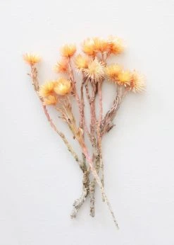 Dried Peach Silver Daisy Flowers - 10-13"