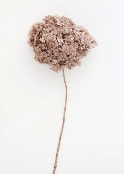Preserved Taupe Hydrangea Full Bloomed - 22-24"