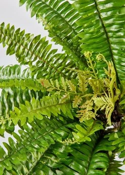 UV Treated Indoor/Outdoor Hanging Boston Fern Plant - 23" 6 UV Treated Indoor/Outdoor Hanging Boston Fern Plant - 23" -Afloral Sales Store UV Protected Boston Fern Faux Outdoor Plant