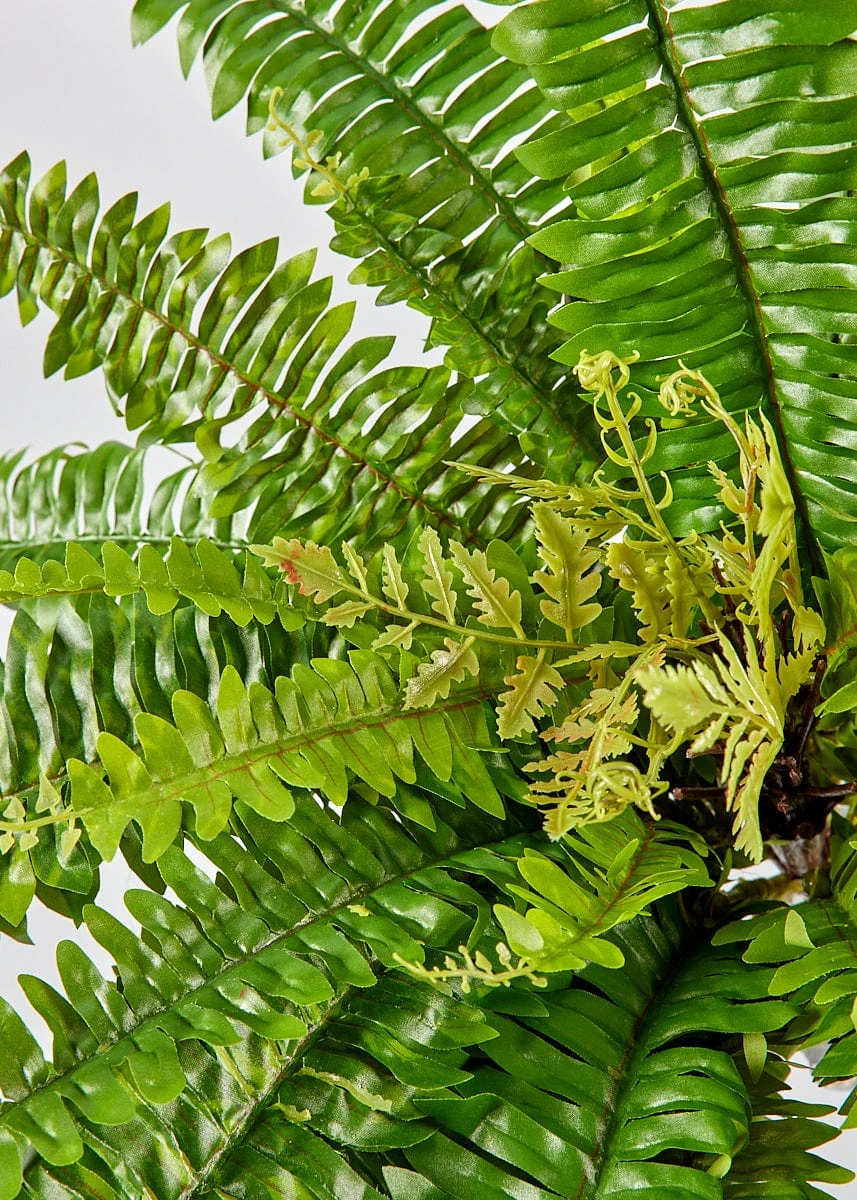 UV Treated Indoor/Outdoor Hanging Boston Fern Plant - 23" 3 UV Treated Indoor/Outdoor Hanging Boston Fern Plant - 23" - Image 3