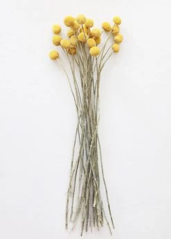 Bundle Of 25 Dried Craspedia Billy Buttons - 18-26"