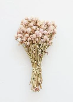 Air-Dried Globe Amaranth In Pink - 14-18"