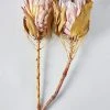 Bundle Of 2 Dried King Protea Flowers - 14-18"