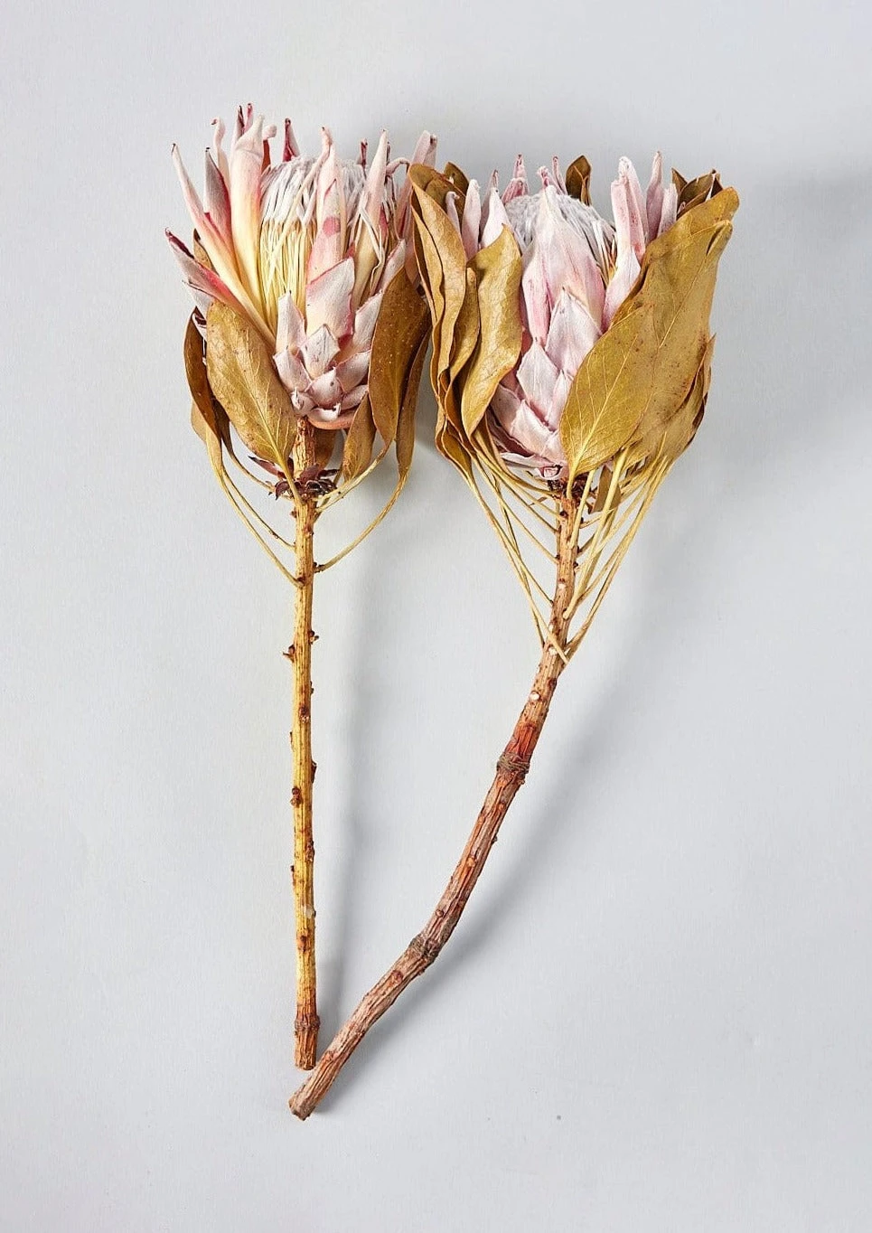 Bundle Of 2 Dried King Protea Flowers - 14-18" 1 Bundle Of 2 Dried King Protea Flowers - 14-18"